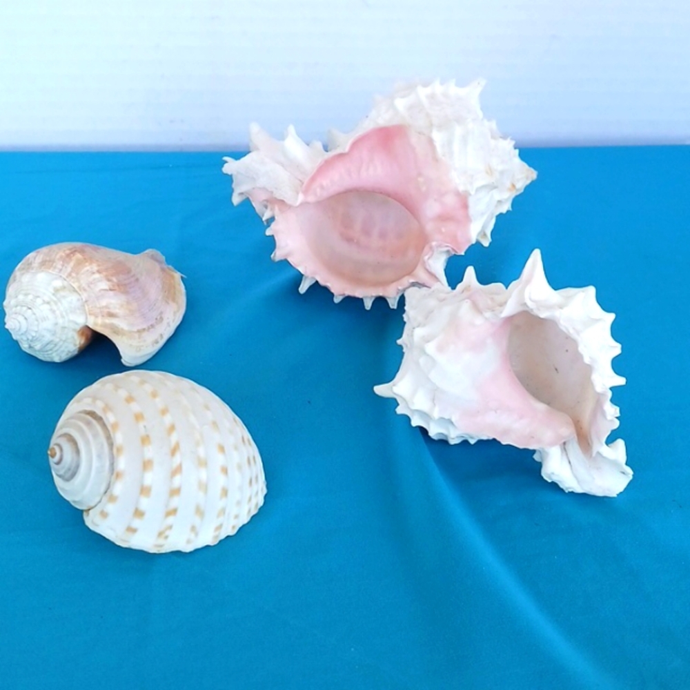 4 medium size seashells 3" to 5"  out of collection from Florida